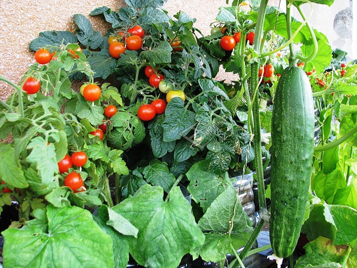 Выращивание огурцов томатов. Огурцы и помидоры в теплице. Томаты на грядке. Огурцы на грядке. Грядка с овощами помидоры.