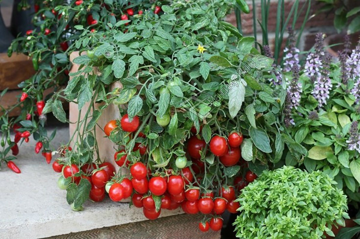 Выращивание помидоров черри на подоконнике