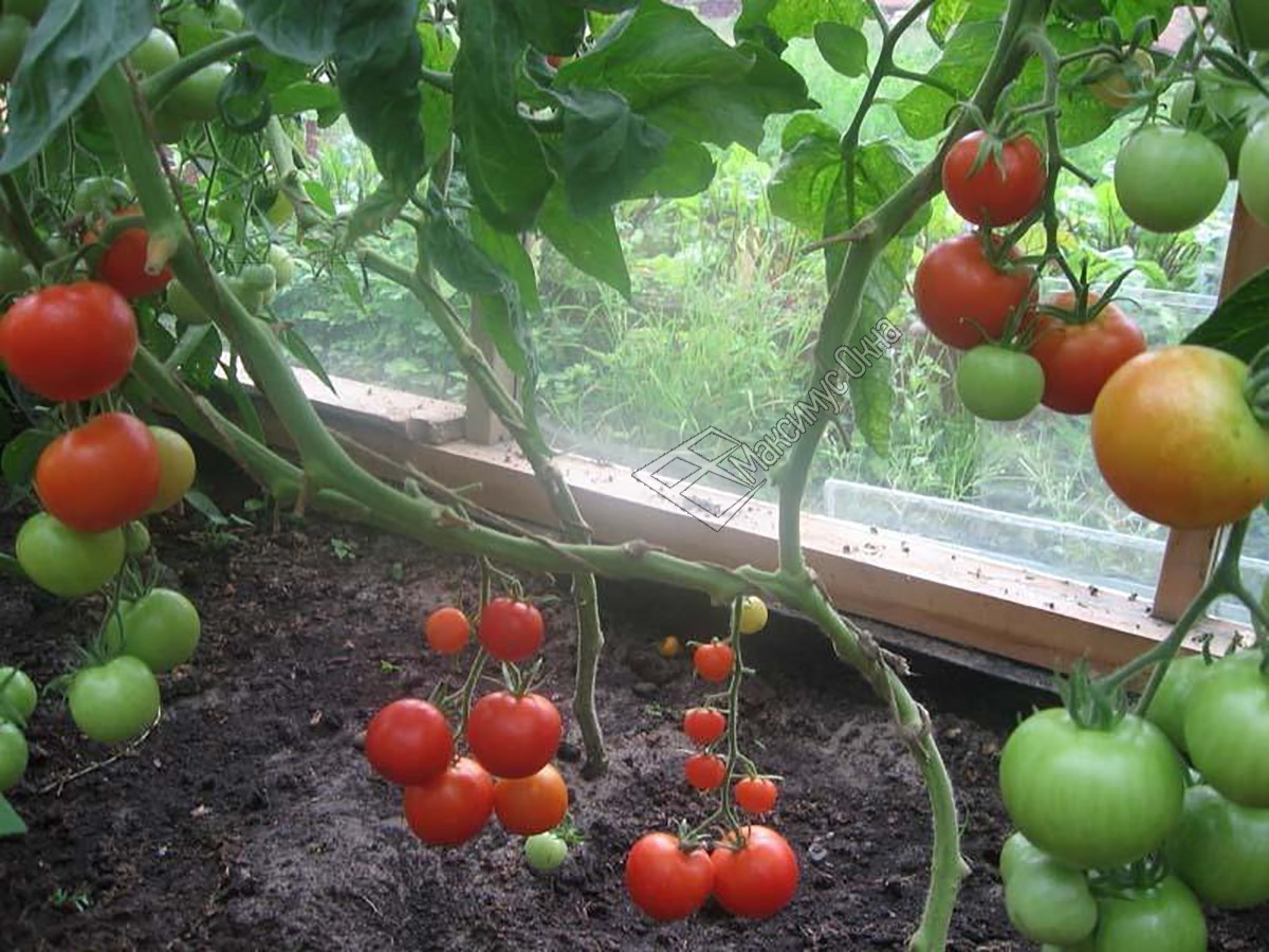 Как ухаживать за помидорами на подоконнике